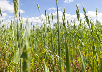 Fototapeta premium immature cereals