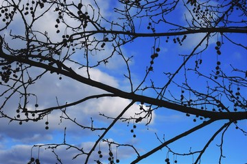 branches