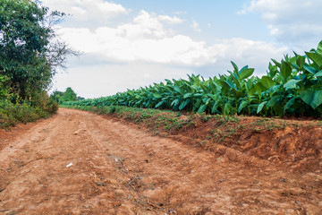 Fototapeta na wymiar Mud road and a tobacco field near Vinales, Cuba