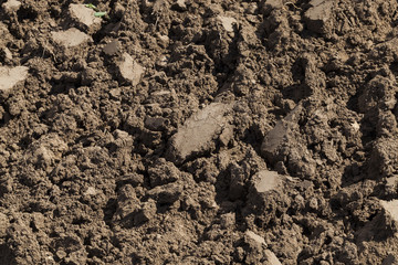 Dark soil