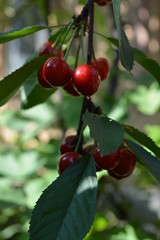 Beautiful large berries and bunches of cherries under the green leaves of sweet cherry and fruit on the branches of a tree