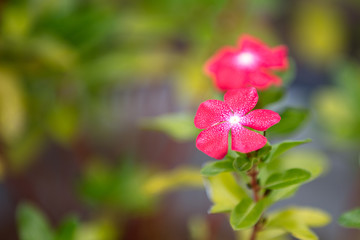 Pink flower on blurry background