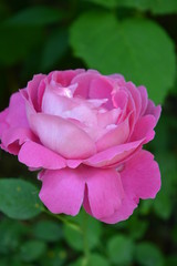 Beautiful pink rose neatly relaxed against a background of green leaves of flowers