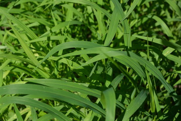 Leaves of fresh herbs bright and colorful background