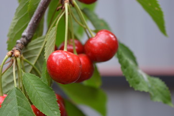 Beautiful large berries of sweet cherry with green leaves and fruits on the branches of a tree