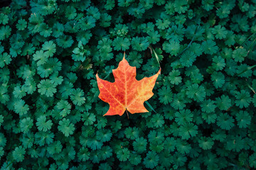 Maple Leaf