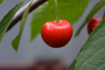 Beautiful large berries of sweet cherry under green leaves of sweet cherry and fruit on branches of a tree