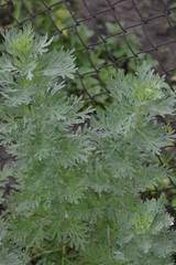Wormwood gray in color against the rusty mesh background, very beautiful