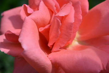 Beautiful rose leaves of orange pink color with yellow center and gentle petals