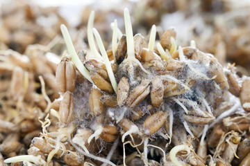wheat grain