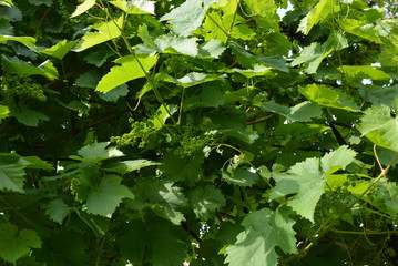 Vine leaves of beautiful young vines with sun rays