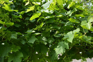 Vine leaves of beautiful young vines with sun rays