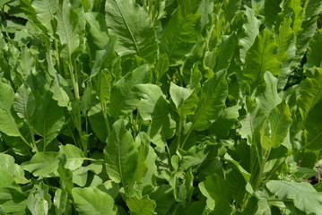 Leaves green therapeutic flower cannula tansy balsamic sunlit