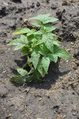 Saplings of the ponders planted in soft fertilized soil with manure