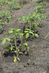 Saplings of the ponders planted in soft fertilized soil with manure