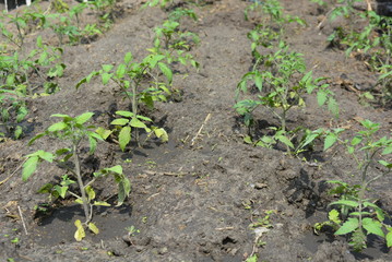 Saplings of the ponders planted in soft fertilized soil with manure