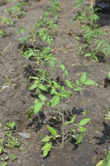 Saplings of the ponders planted in soft fertilized soil with manure