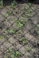 Saplings of the ponders planted in soft fertilized soil with manure behind a metal mesh