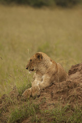 Lazy Cub
