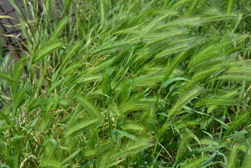 Green beautiful young spikelets of grass in the sun