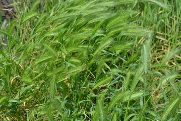 Fototapeta na wymiar Green beautiful young spikelets of grass in the sun