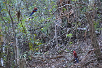 Birds in Forest