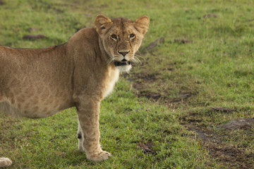 Young Lioness