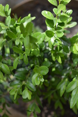 Green leaves and branches of boxwood with sun rays
