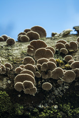Tree Fungus