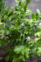 Green leaves and branches of boxwood with sun rays