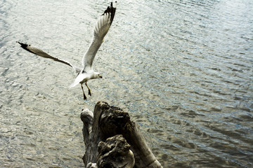 Seagul Landing