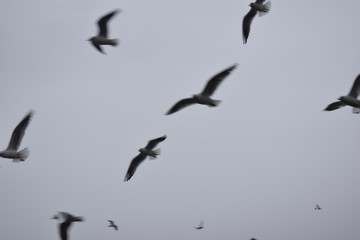 birds flying