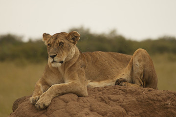 Fototapeta na wymiar Lioness on the Lookout