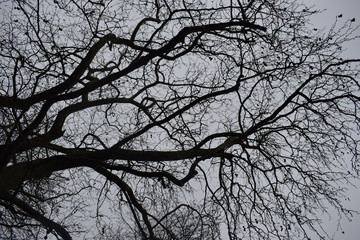 branches