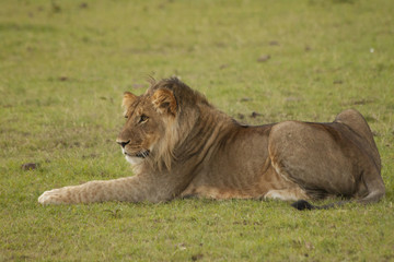 Obraz premium Young Lion on the Plains