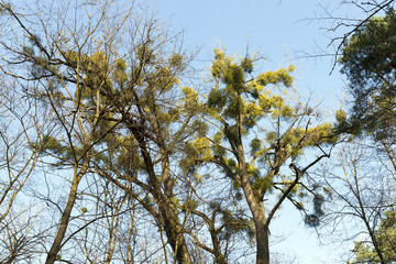 mistletoe parasite