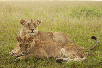 Fototapeta na wymiar Lioness and Her Cub in the Morning Light