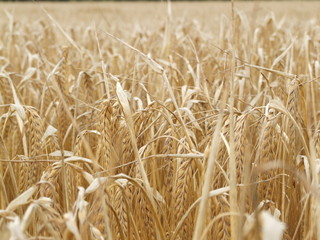 Wheat field in Norfolk