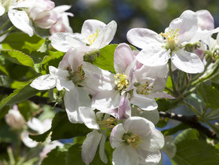 Obraz premium flowers of apple-tree