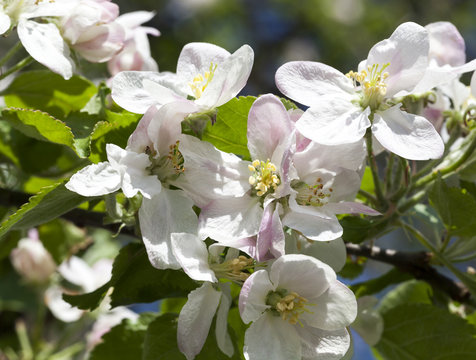 flowers of apple-tree