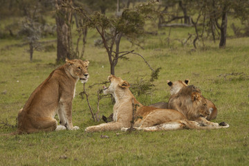 Don't stick your tongue out at me!