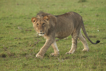 Young Lion on the Plain