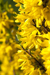 yellow flowers,
