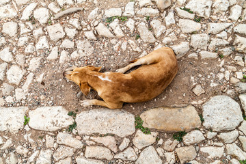 Stray dog on a cobbled street in the center of Trinidad, Cuba.