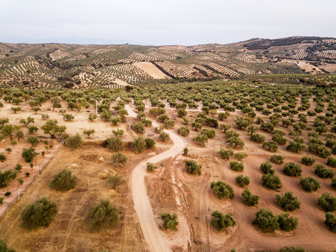 Fototapeta Aerial view of olive trees, Andalusia