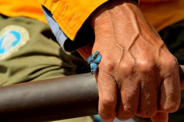 Obraz premium Mariposas