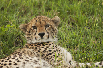 Cheetah Cub Laying
