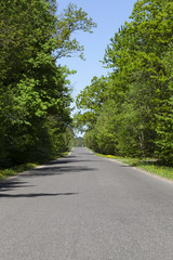 Fototapeta na wymiar forest asphalt road