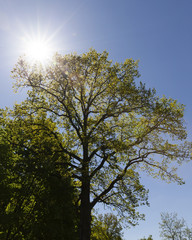 fresh oak foliage