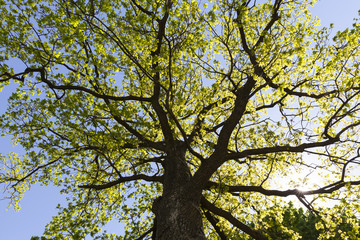 fresh oak